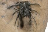 Fantastic, Spiny Dicranurus Trilobite - Lghaft, Morocco #339624-2